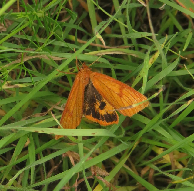 Diacrisia sannio - vörösszélű medvelepke