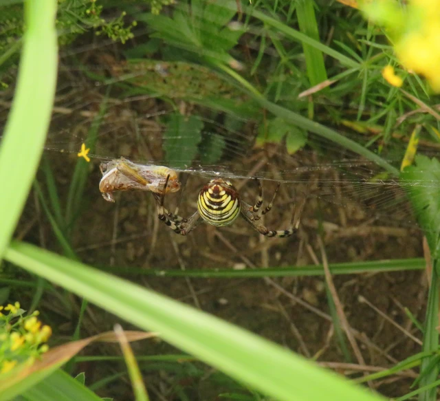 Argiope bruennichi - darázspók