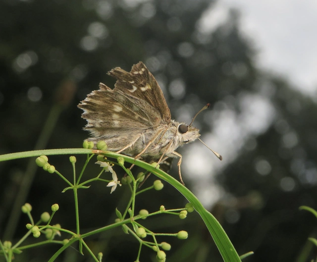 pemetefű-busalepke - Carcharodus floccifera