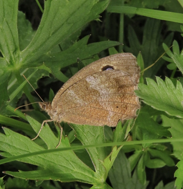 fekete szemeslepke - Minois dryas