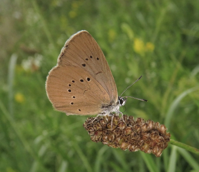 sötétaljú hangyaboglárka - Phengaris nausithous