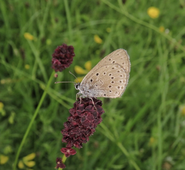 vérfű-hangyaboglárka - Phengaris teleius