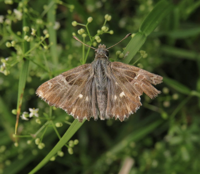 Carcharodus floccifera - pemetefű-busalepke