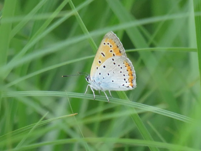 Lycaena dispar rutilus - nagy tűzlepke