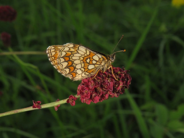 Melitaea athalia - közönséges tarkalepke