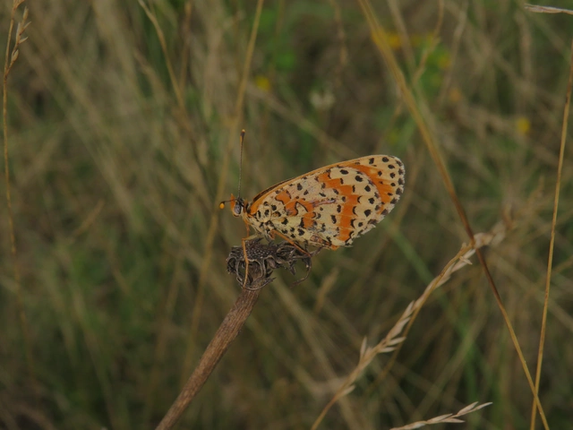 Melitaea didyma - tüzes tarkalepke