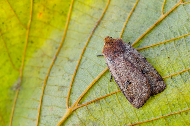 Conistra erythrocephala - vörösfejű őszibagoly