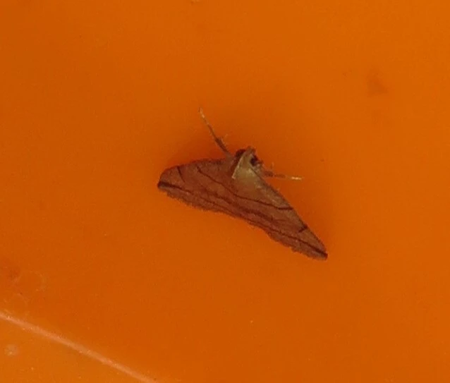 Herminia grisealis - ligeti karcsúbagoly