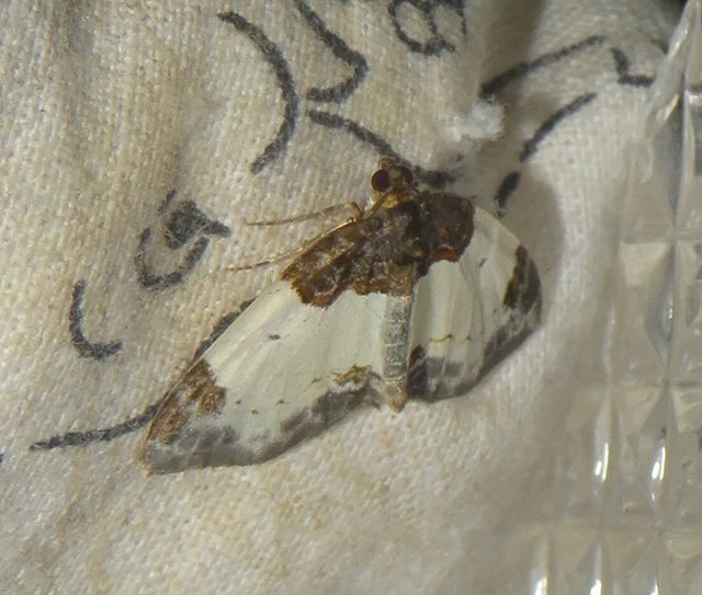 Mesoleuca albicillata - tarka fűzfaaraszoló