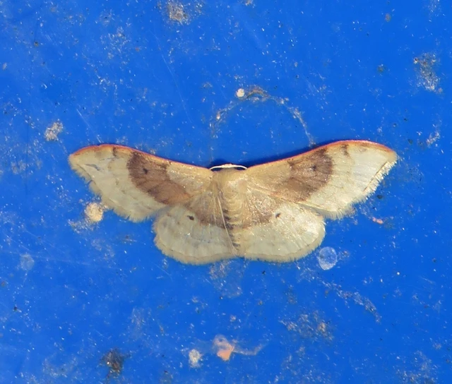 Idaea degeneraria - barnasávos araszoló