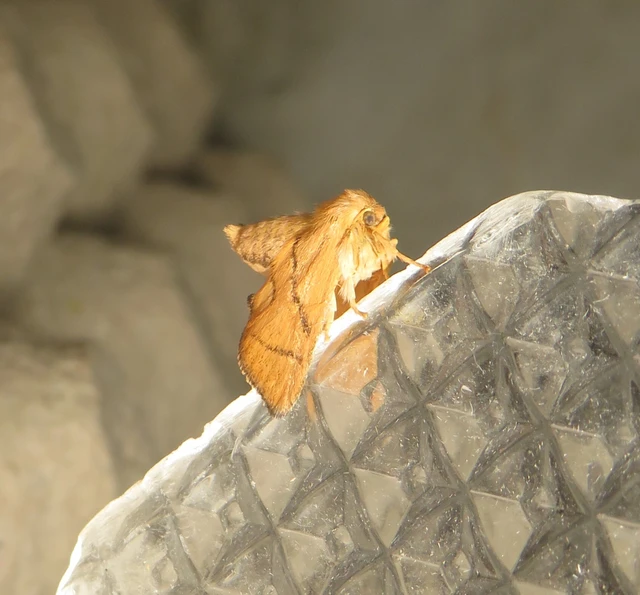 Apoda limacodes - kagylólepke