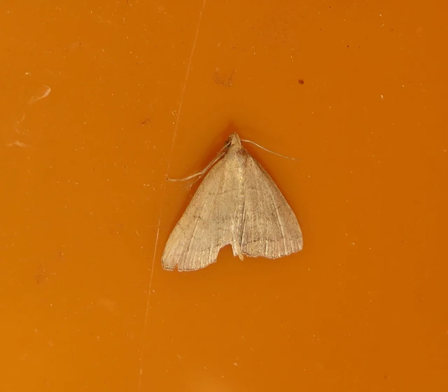 Herminia tarsicrinalis - szőröslábú karcsúbagoly