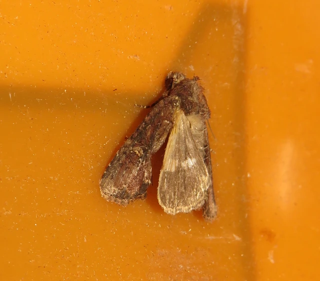Mesapamea secalella/secalis