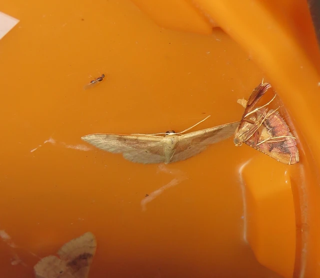 Idaea degeneraria - barnasávos araszoló