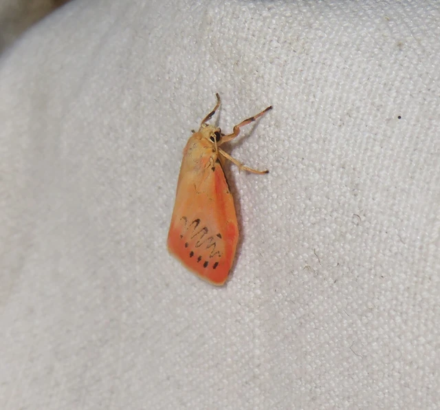 Miltochrista miniata - piros medvelepke