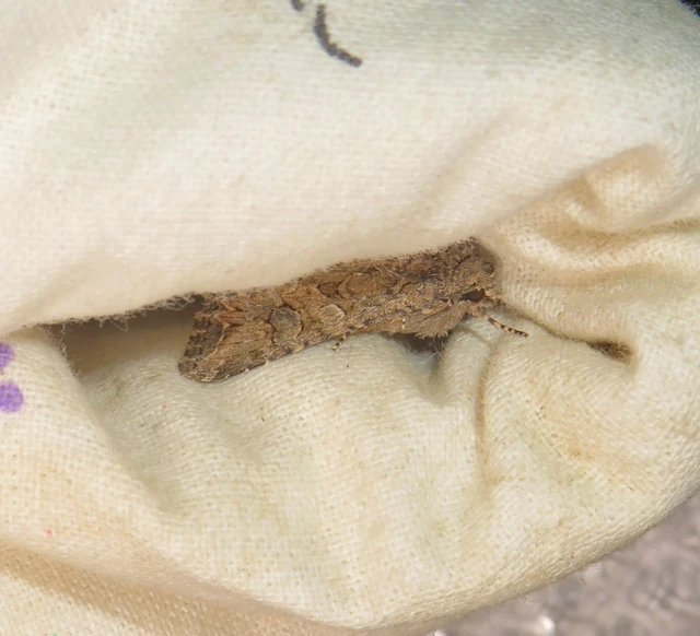 Hadula trifolii - lóherebagoly
