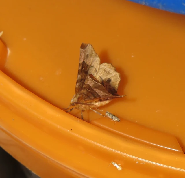 Selenia tetralunaria - négyfoltos holdasaraszoló