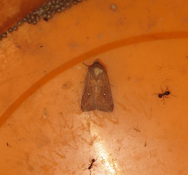 Mythimna albipuncta - fehérpettyes rétibagoly