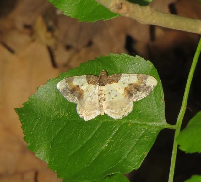 Ligdia adustata - barna levélaraszoló