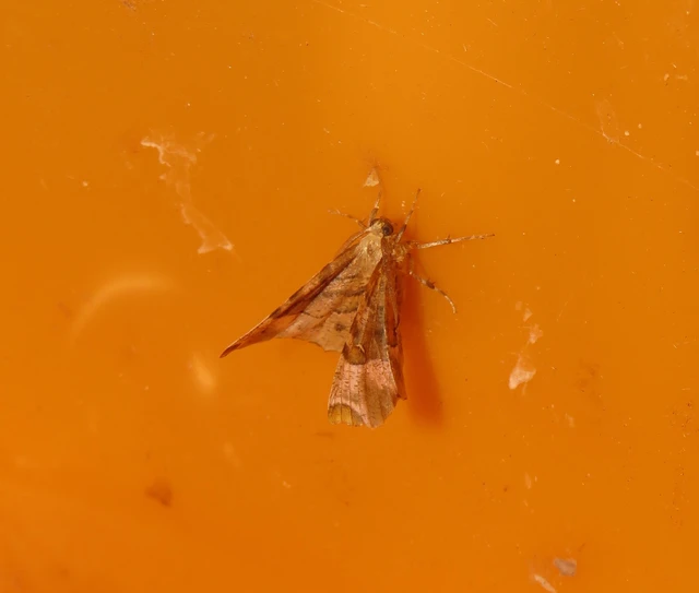 Selenia tetralunaria - négyfoltos holdasaraszoló