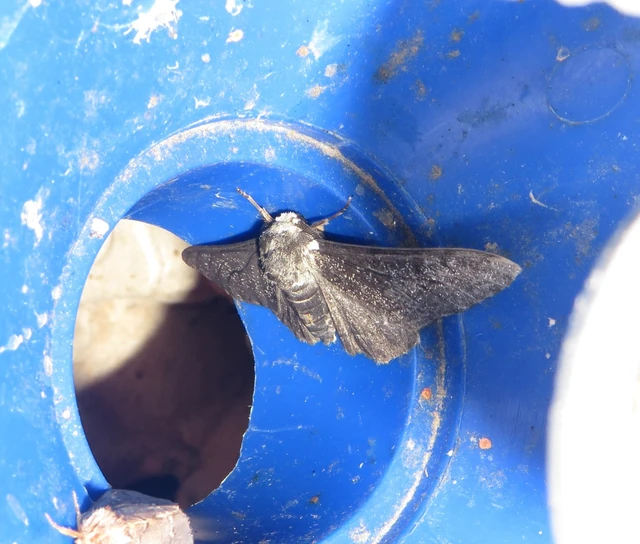 Biston betularia - szürkepettyes araszoló