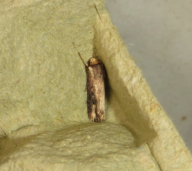 Axylia putris - vonalkás földibagoly
