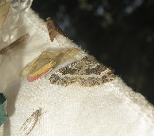 Epirrhoe alternata - galaj-tarkaaraszoló