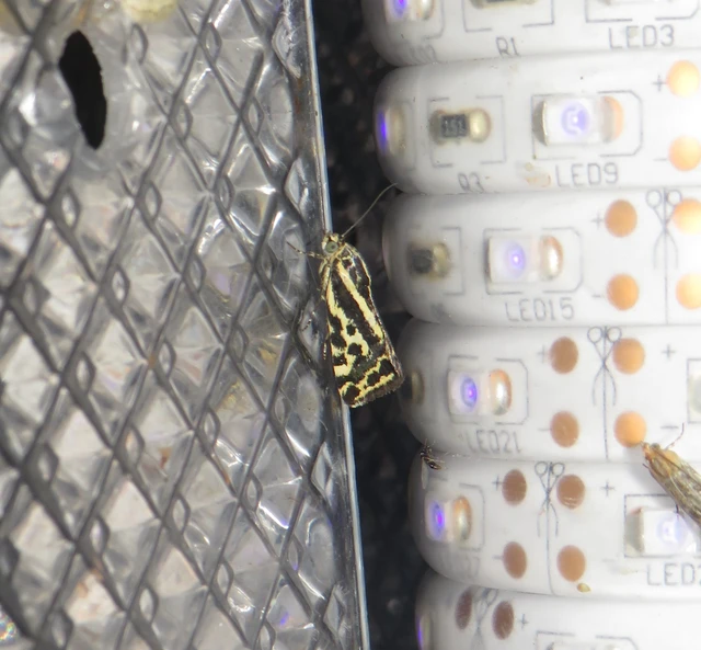 Emmelia trabealis - zebrabagoly