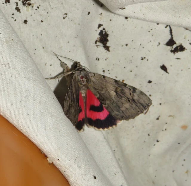 fűzfa-övesbagoly - Catocala electa