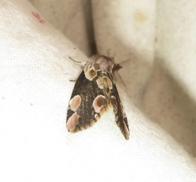 Thyatira batis - rózsafoltos pihésszövő Thyatira batis - rózsafoltos pihésszövő