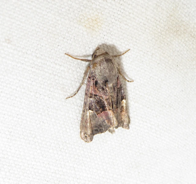 Euplexia lucipara - szeder-csipkésbagoly