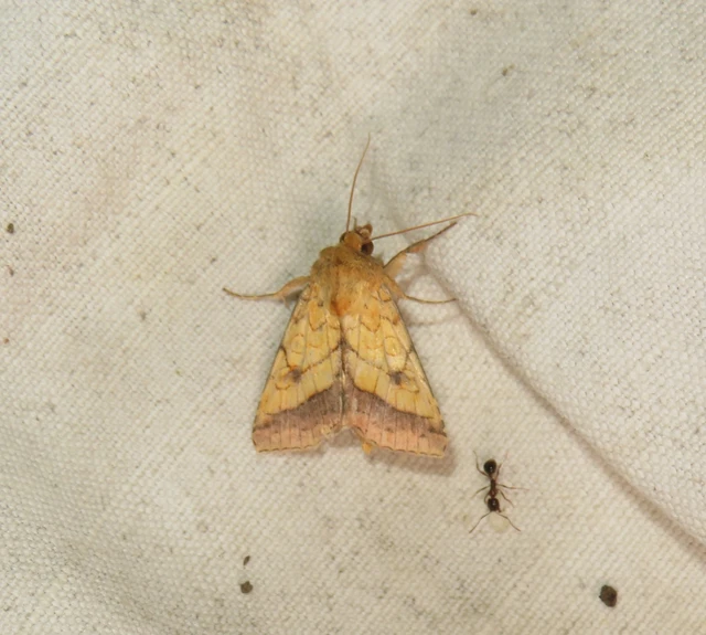 iglicebagoly - Pyrrhia umbra