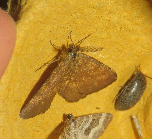 Ematurga atomaria - barna rétiaraszoló