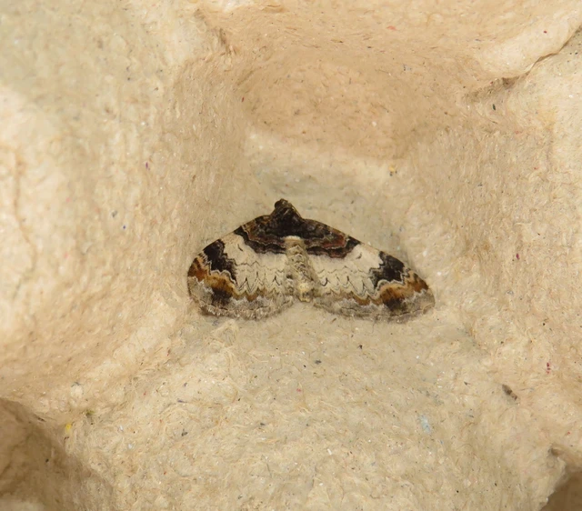 csuklyás tarkaaraszoló - Catarhoe cuculata