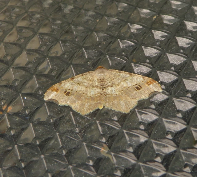 Macaria alternata - közönséges szürkearaszoló