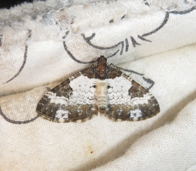 Melanthia procellata - hullámos tarkaaraszoló