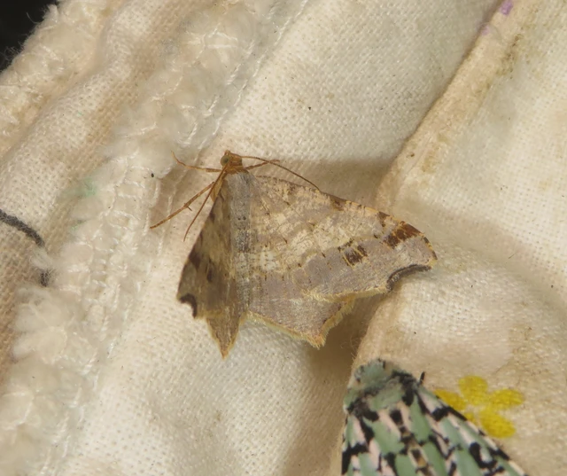 Macaria alternata - közönséges szürkearaszoló