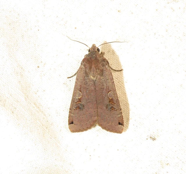 Noctua pronuba - nagy sárgafűbagoly