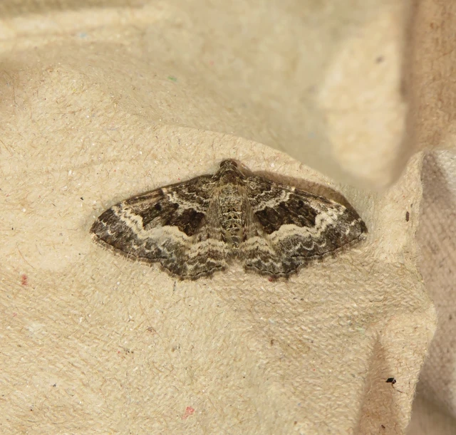 Epirrhoe alternata - galaj-tarkaaraszoló