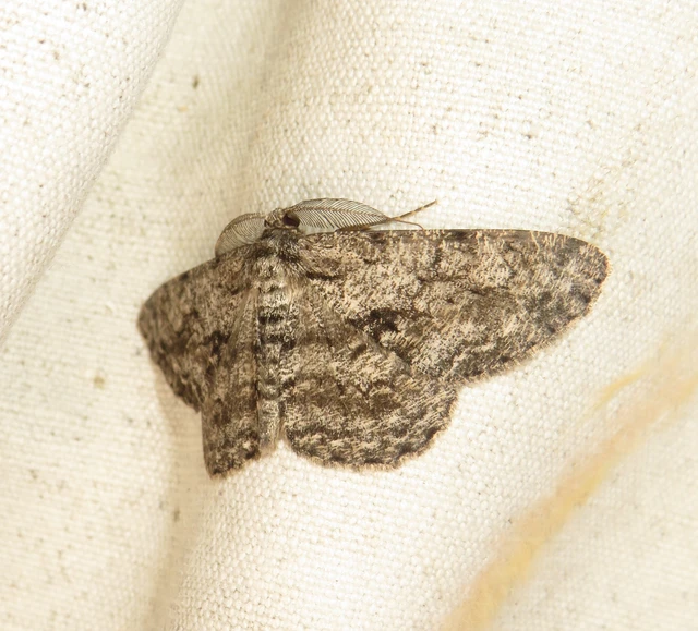 Hypomecis roboraria - nagy tölgyfaaraszoló