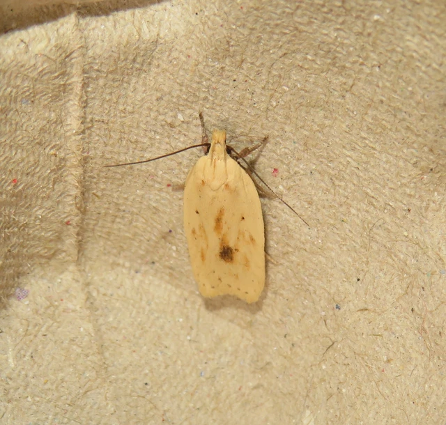 mézszínű laposmoly - Agonopterix kaekeritziana