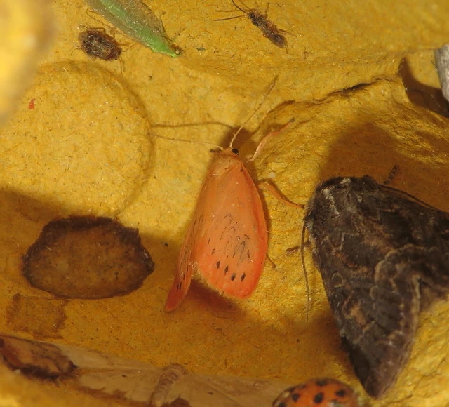 Miltochrista miniata - piros medvelepke