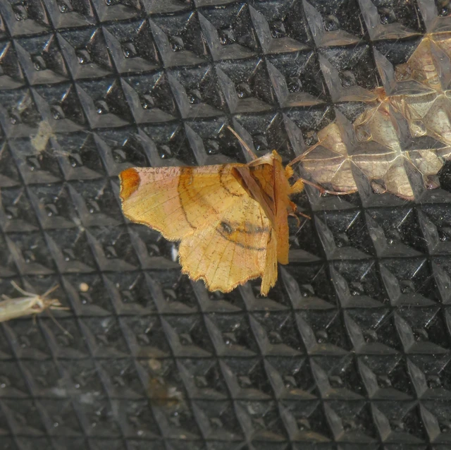 Selenia lunularia - egyfoltos holdasaraszoló