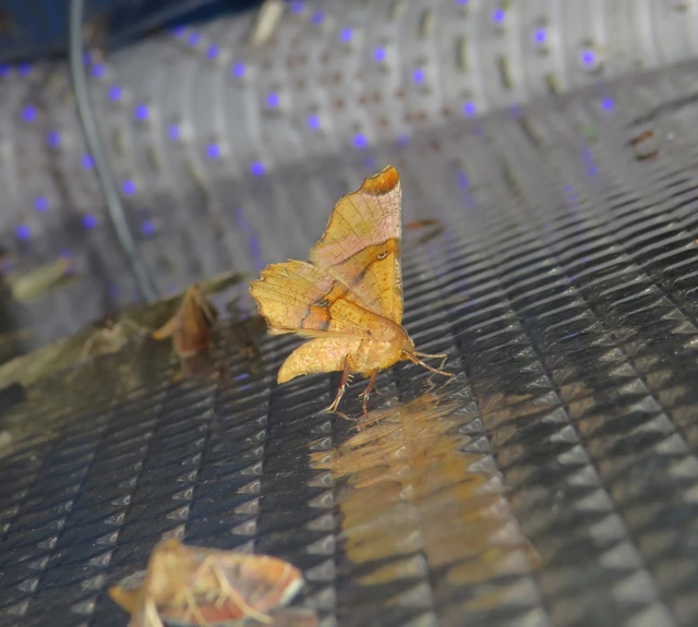 Selenia lunularia - egyfoltos holdasaraszoló