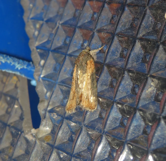 Bryophila raptricula/felina