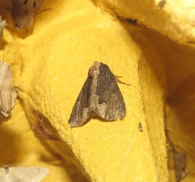 Dypterygia scabriuscula - szurokbarna nyáribagoly