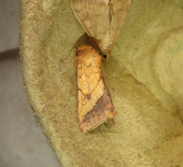 Pyrrhia umbra - iglicebagoly