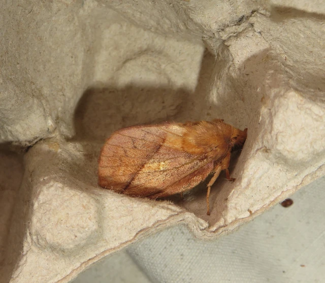 szomjas pohók - Euthrix potatoria