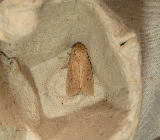 rozsdaszínű rétibagoly - Mythimna ferrago
