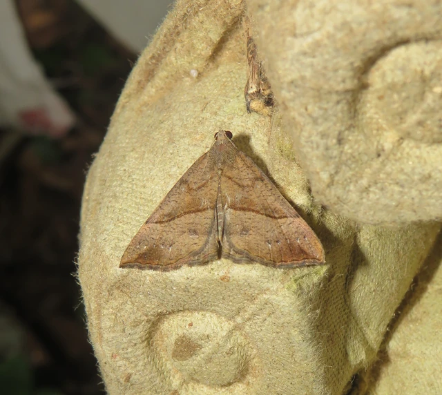 Hypena proboscidalis - ormányos karcsúbagoly